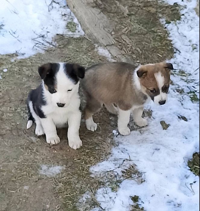 Віддам у добрі руки гарненьких цуценят