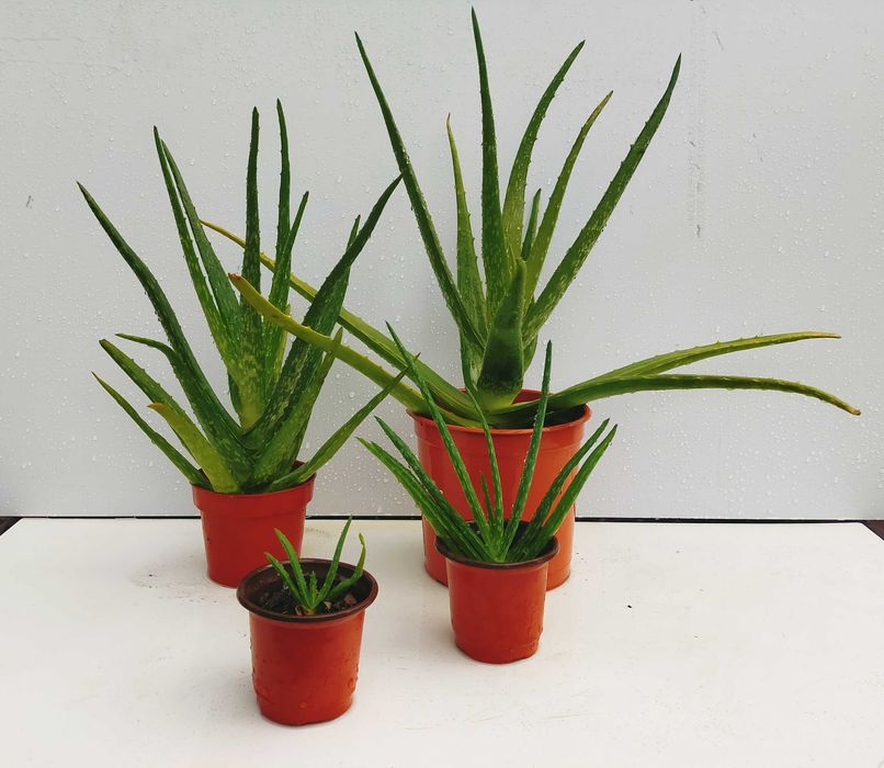 Plantas Aloe Vera de vários tamanhos