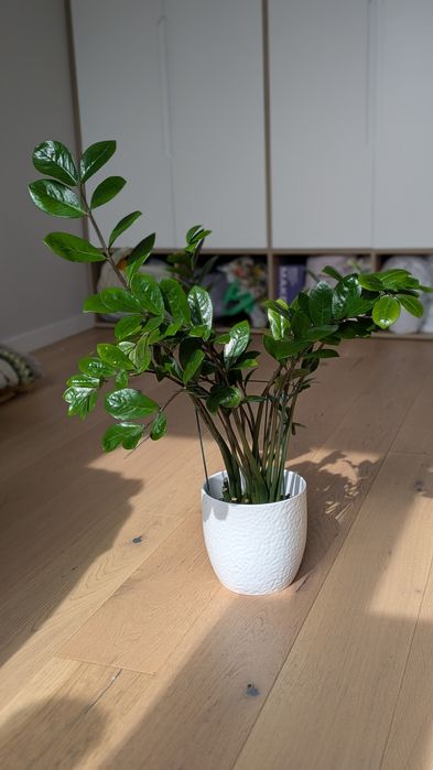 Бегонія, заміокулькас, сингоніуми різні