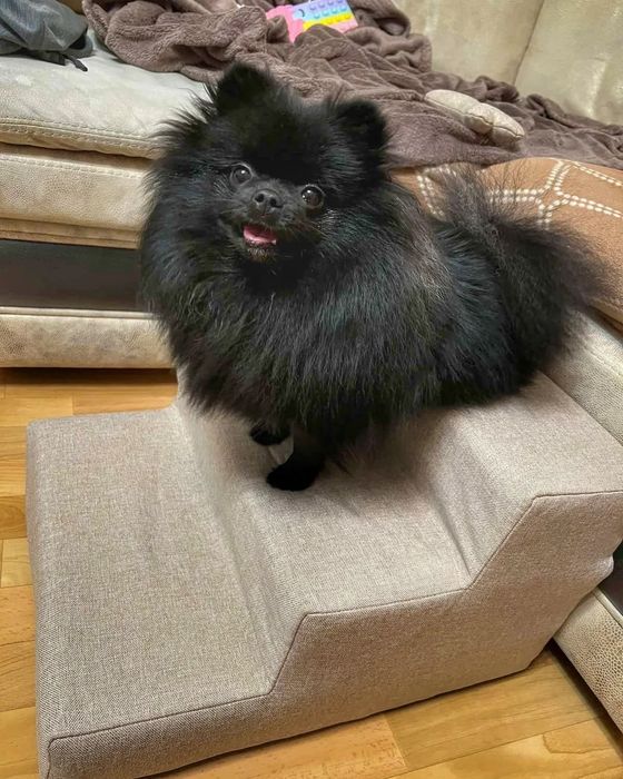 Сходинка для песиків. Світло-бежева