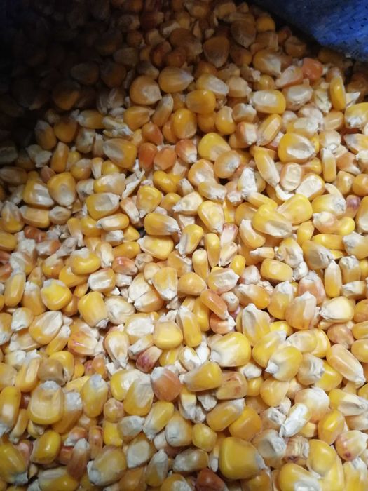 Kukurydza sucha trasport worek 25kg