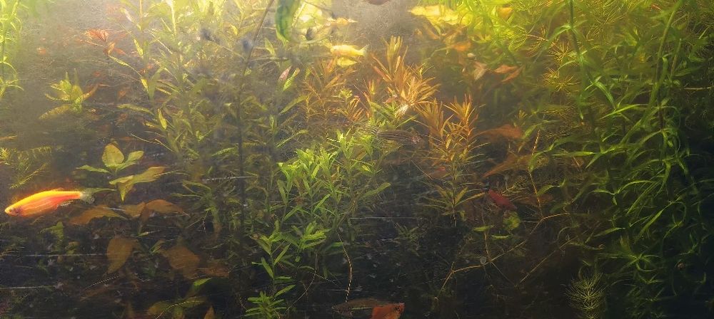 Roślinki do akwarium moczarka