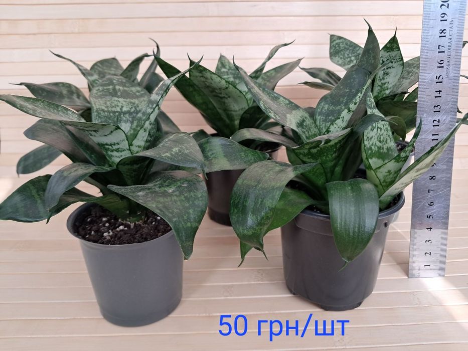 Сансевієрія ханні