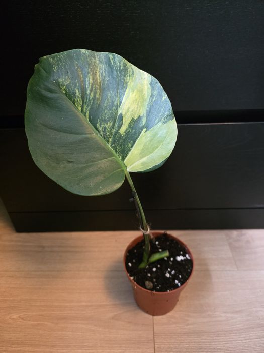 Monstera marmorata aurea