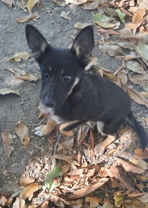 Отдам даром в добрые руки собачку метис болонки и корги