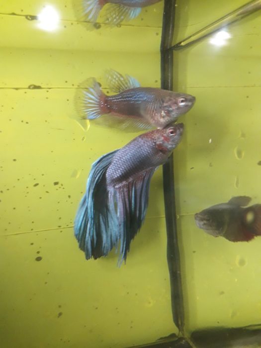 Петушок рыбка аквариумная