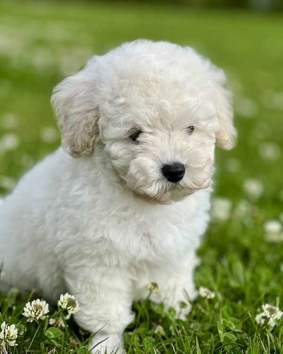 Poodle branco disponível
