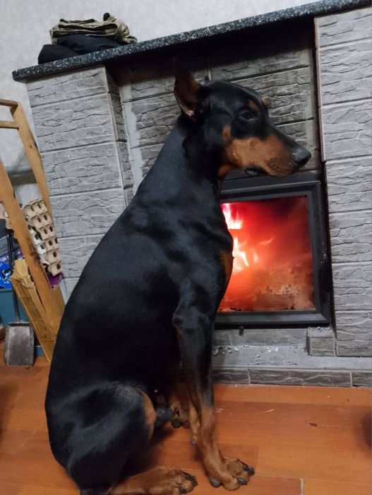 Цуценята добермана щенки добермана документы чип