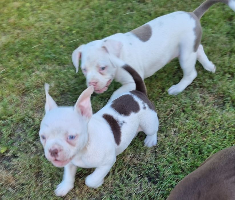 Śliczny American Bully