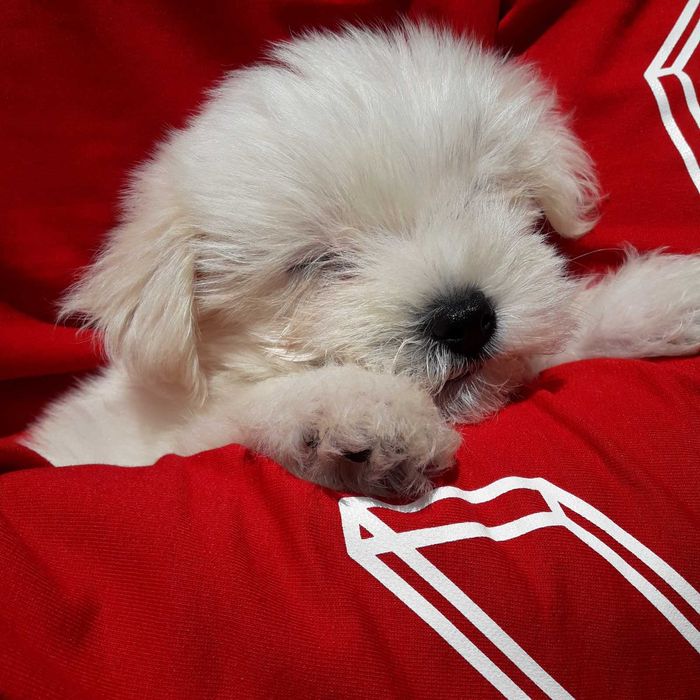 Мини малыш Мальтезочка )