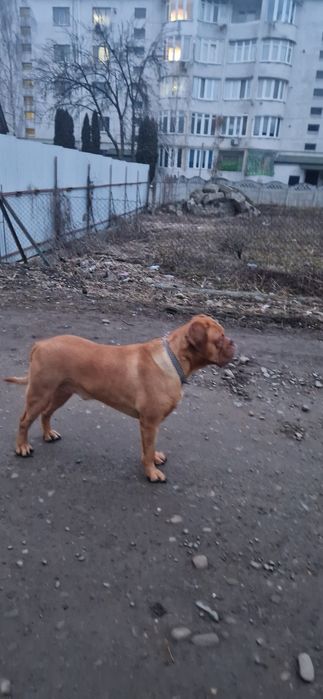 Бордоскій дог вязка