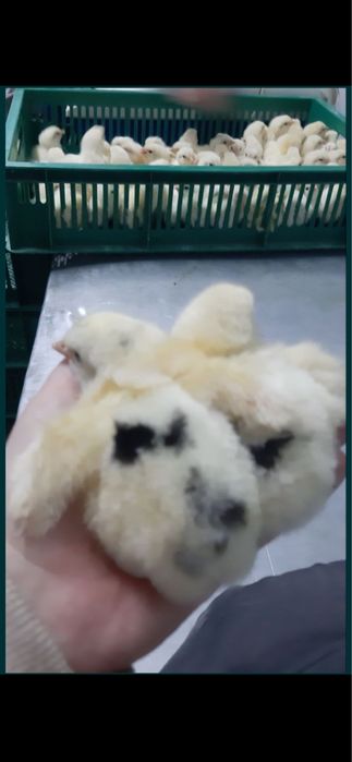 Добові курчата бройлер КОББ-500