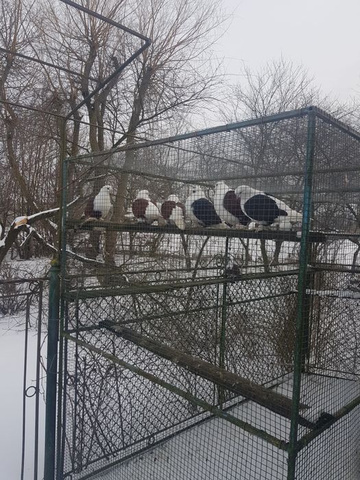 Птиця різна і клітки.