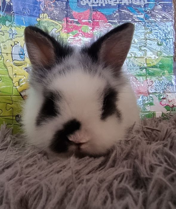 Coelhos anoes mini Holandes e mini lion