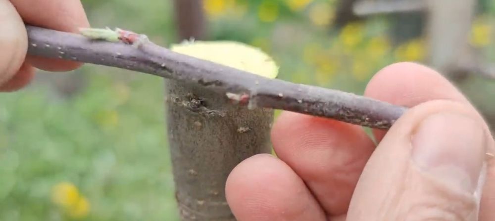 Садівник, обробка і обрізка дерев, винограду, кущів і тд.