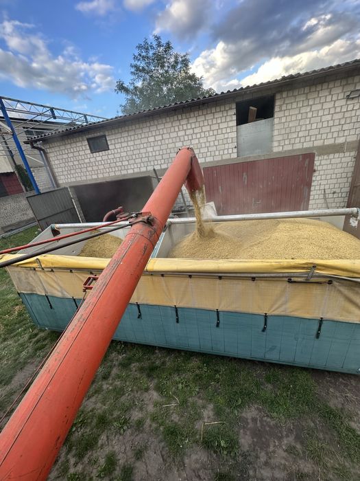 Owies ze zbioru 2025