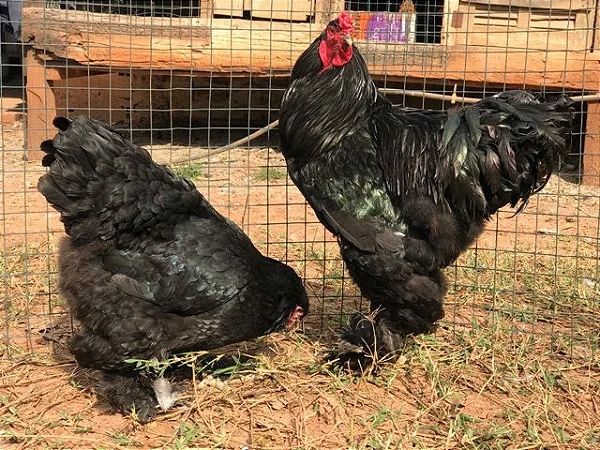 Galinhas brahmas