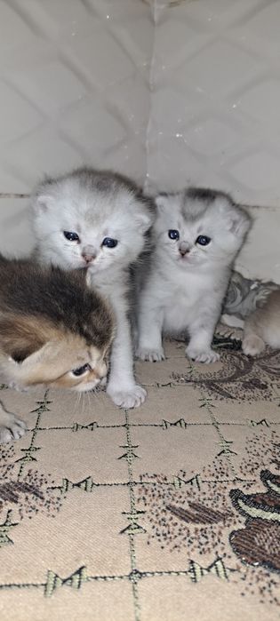 Кошенята британські срібна шиншила, вільно тільки срібло для броні