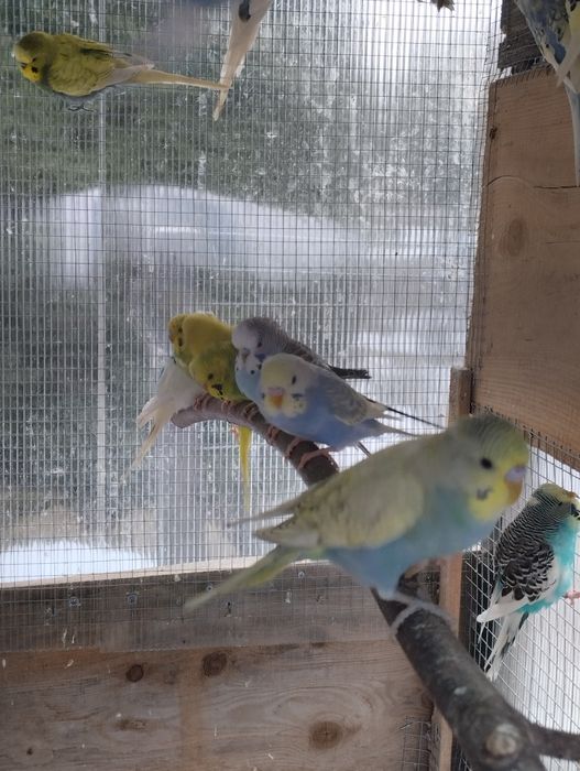 Papugi papuga faliste