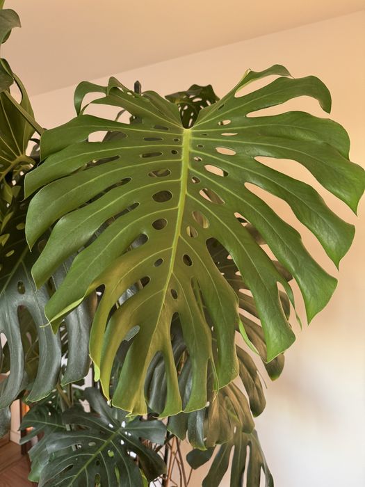 Monstera Deliciosa - piękna, duża