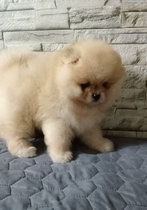 Чудовий ведмедик