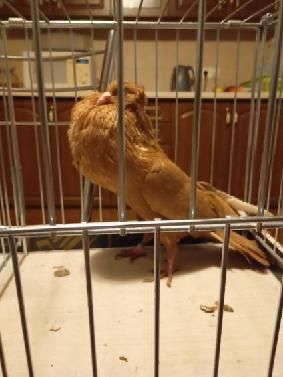 Sprzedam garłacza koroniastego górno ślaskiego samiec