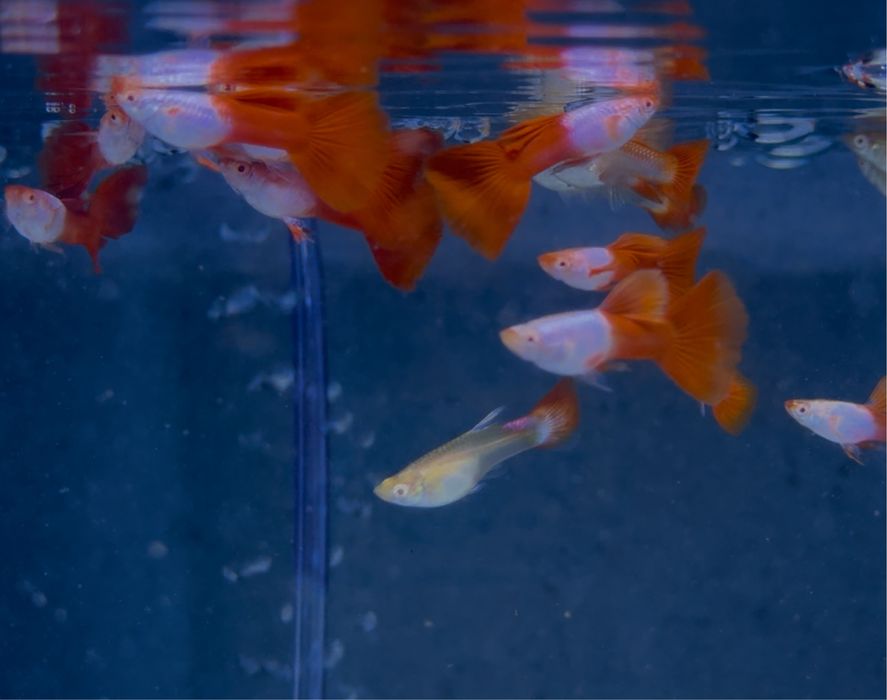 Casais Guppy Red Sky Albino