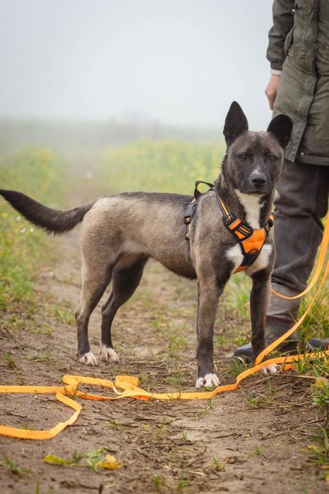 Lara szuka domu Schronisko Napierki