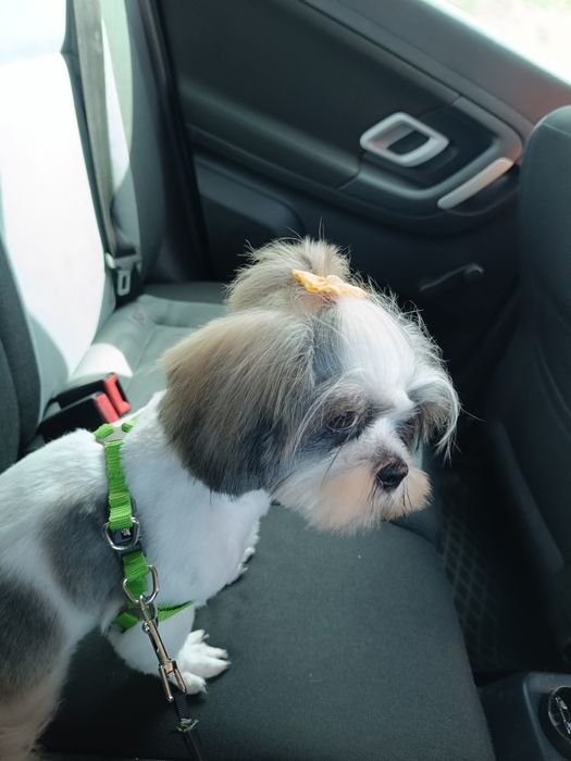 Ищем жениха для Девочки Шитцу