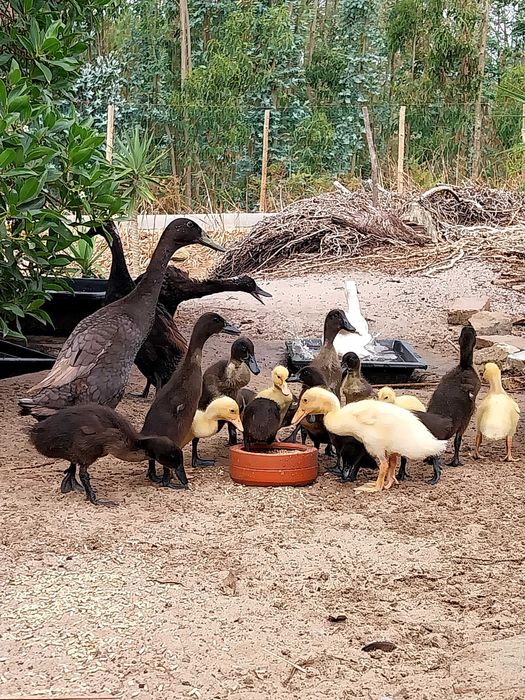 Patos corredores da India mudas
