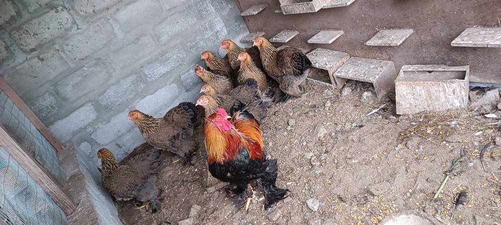 Ovos de Brahma perdiz gold