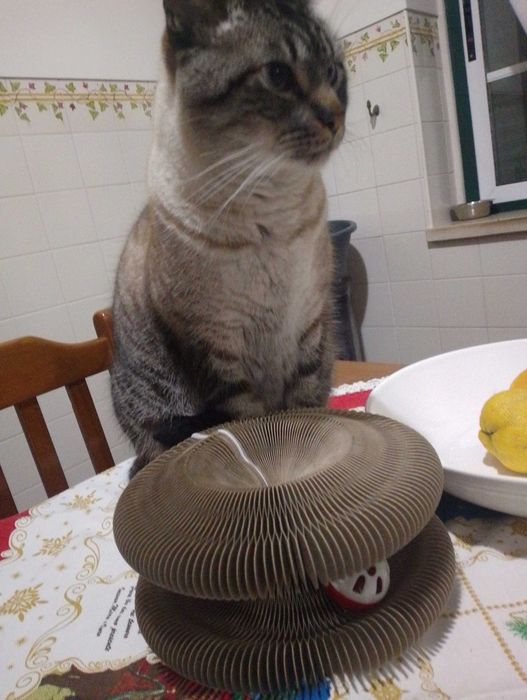Girogato brinquedo arranhador gatos novo
