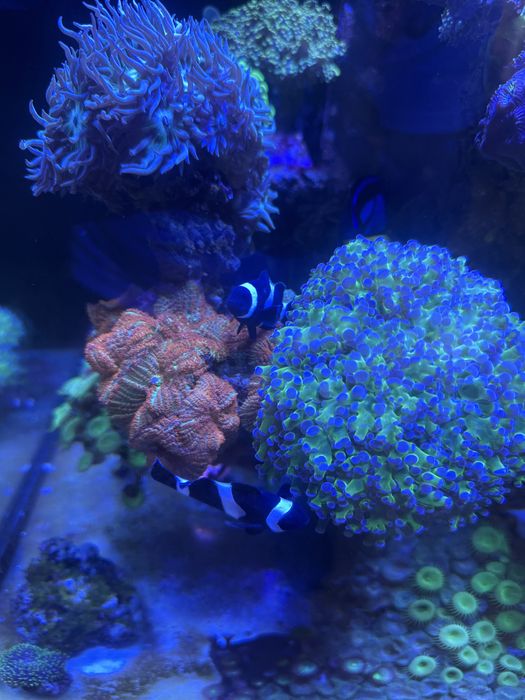 Peixes de agua salgada