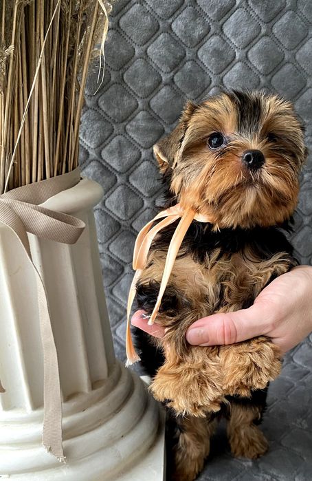 Йорки неймовірні