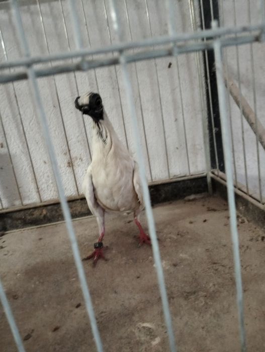 Szek polski samica