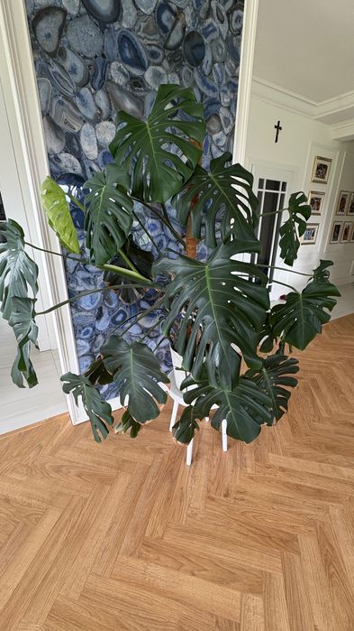 Piękna duża Monstera Deliciosa