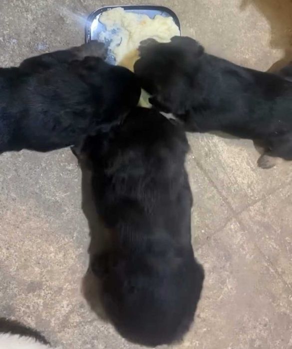 Шукаємо новий дім для цуценят!