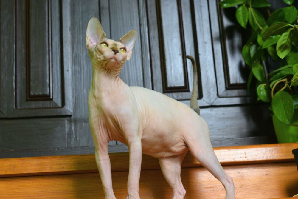 Канадский  сфинкс девочка.