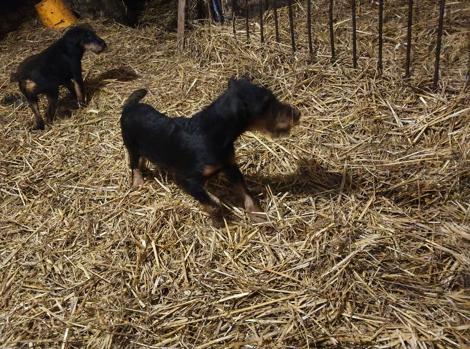 Jagdterier Niemiecki Terrier Myśliwski JEDYNE TAKIE czystej krwi