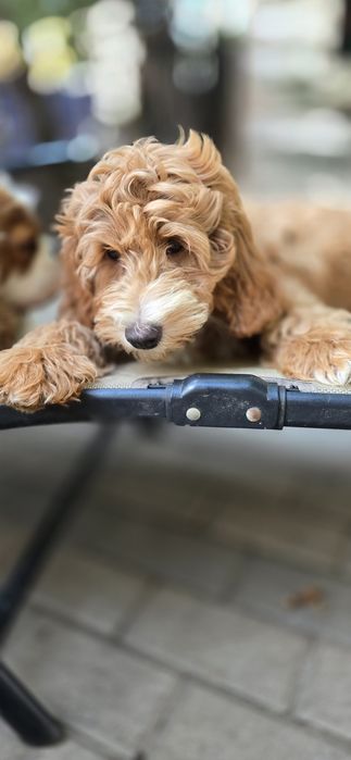 Cockapoo / chłopczyk