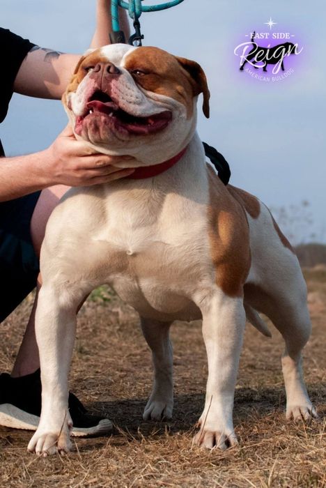 Buldog Amerykański