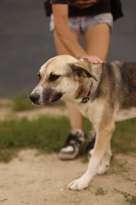 Do adopcji roczna suczka