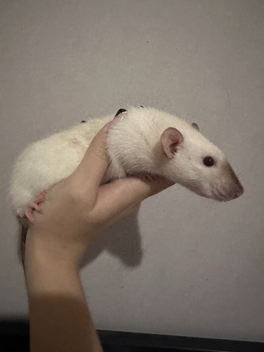 Пацюки декоративні 2 самки