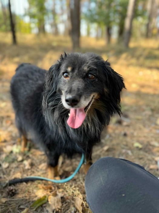 Gomez - starszy psiak szuka domu