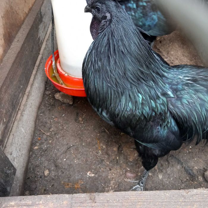 Ayam cemani czarne kury jaja lęgowe