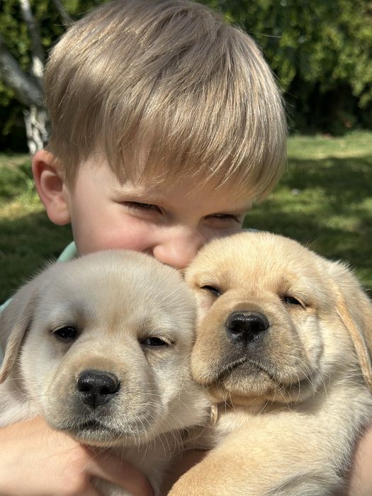 Labrador Retiever