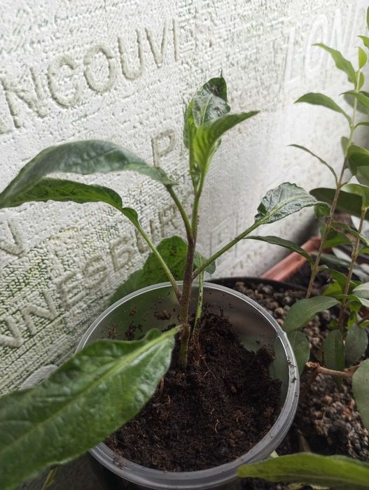 Пепіно італійський крупноплідний