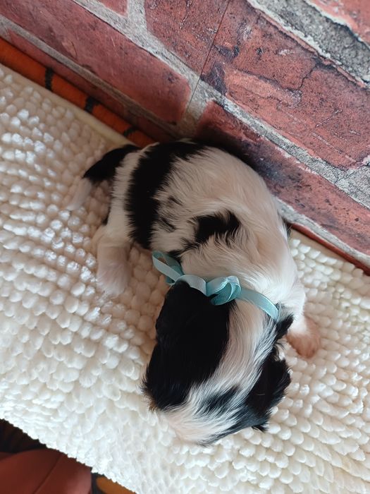 Cavalier King Charles Spaniel piesek tricolor