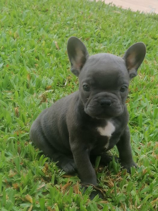 Buldog francês blue