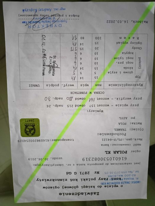 Ogier sztum 81pkt. zamiana/sprzedaż